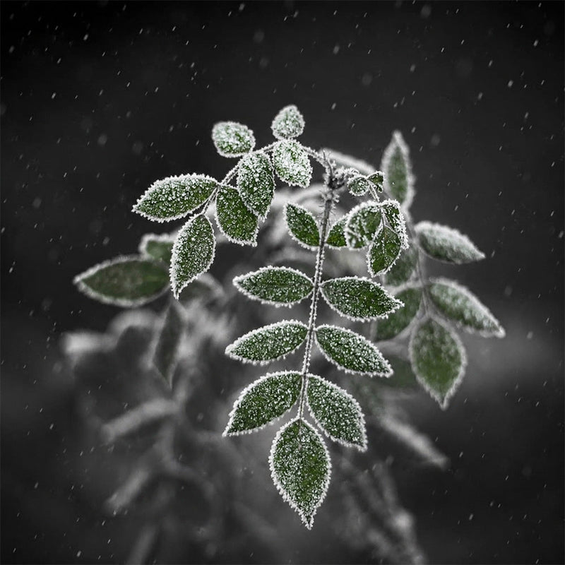 Winters